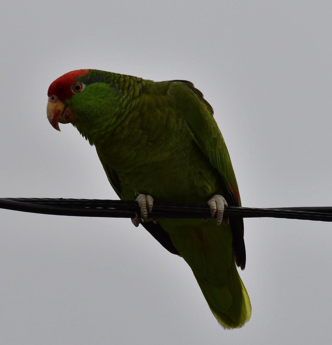 Red-crowned Parrot - ML619981672