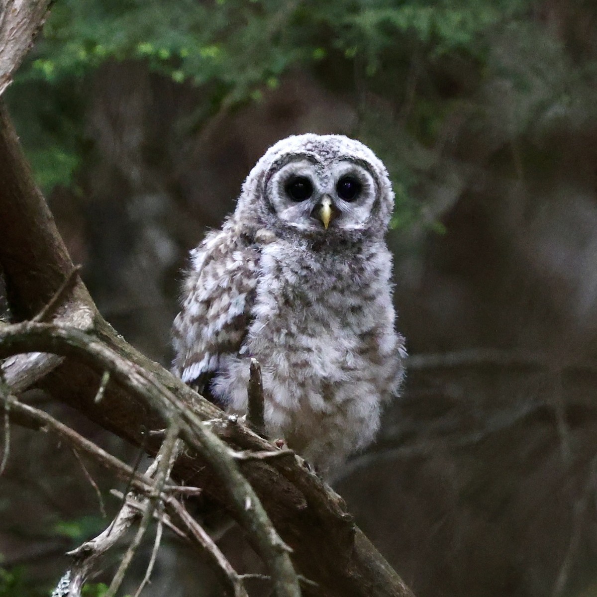 Barred Owl - ML619981674