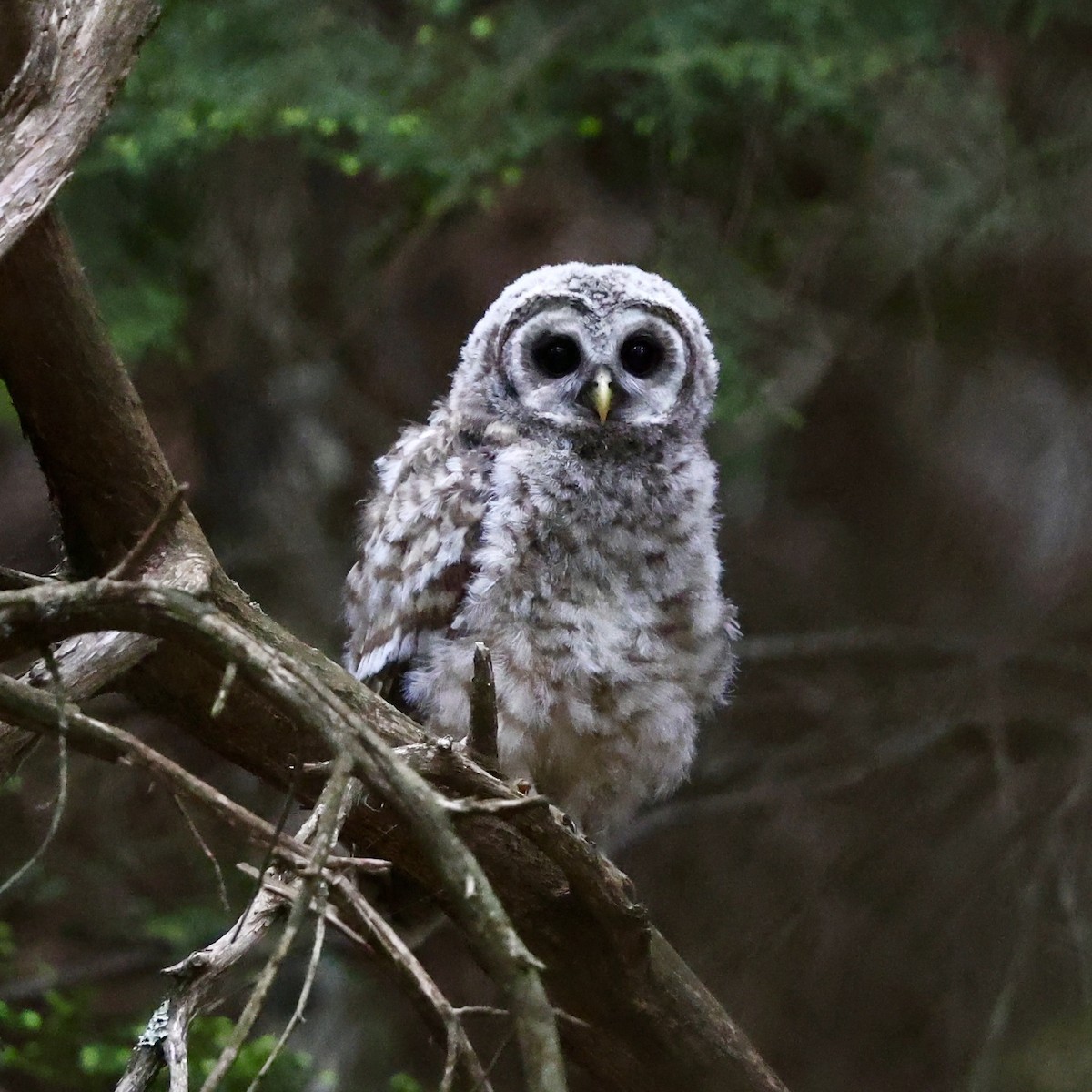 Barred Owl - ML619981675