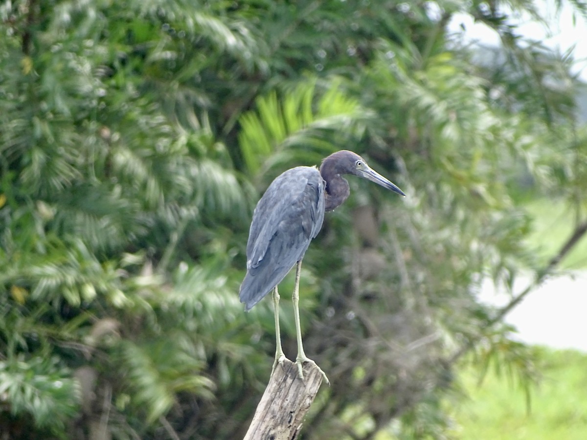 Little Blue Heron - ML619981678