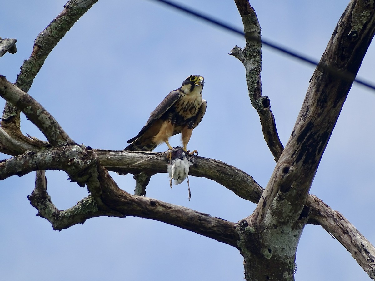 Aplomado Falcon - ML619981695