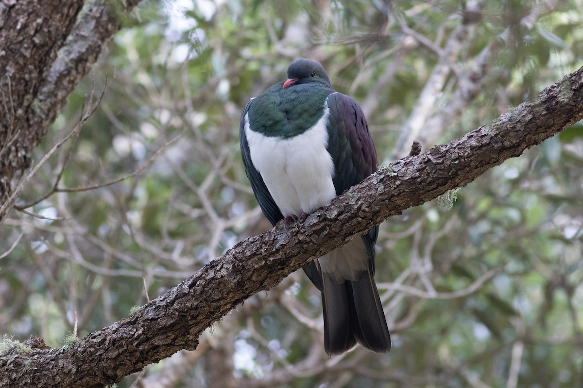 New Zealand Pigeon - ML619981697