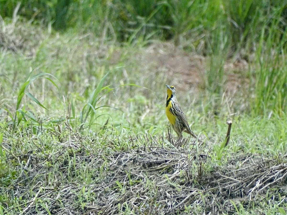 Eastern Meadowlark - ML619981700