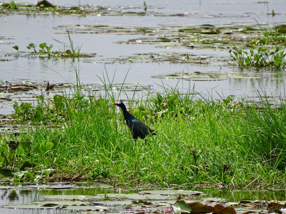 Purple Gallinule - ML619981704