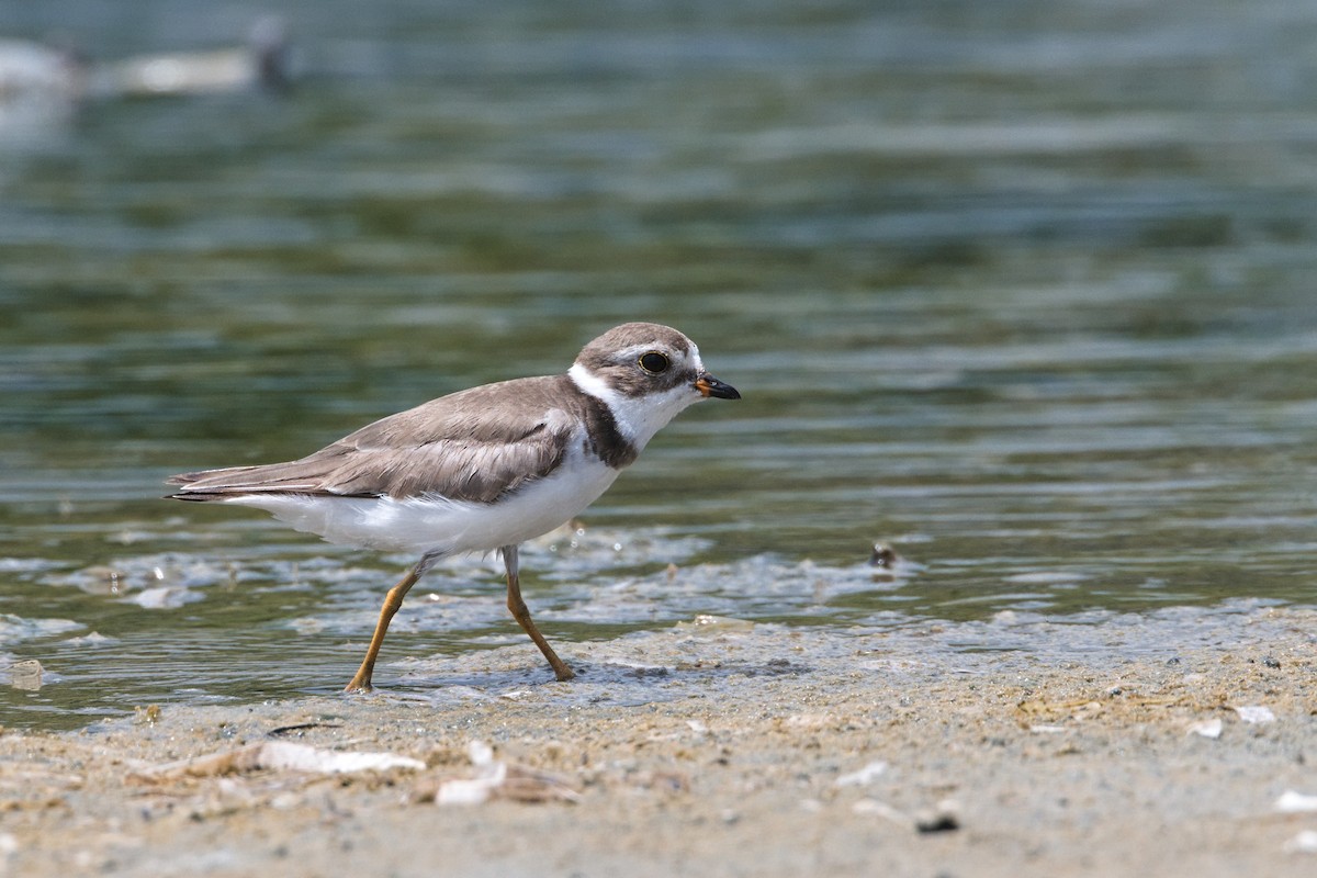 Semipalmated Plover - ML619981714