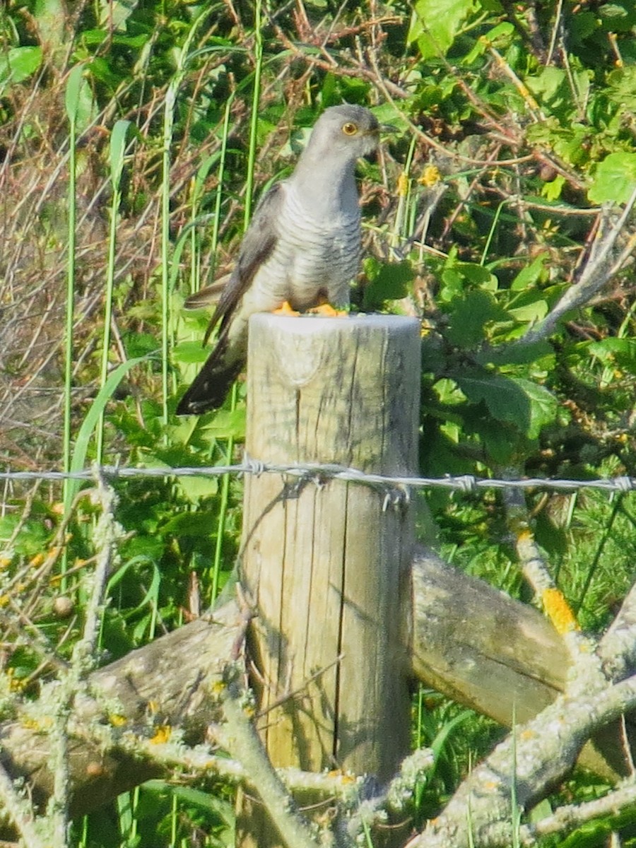 Common Cuckoo - ML619981716