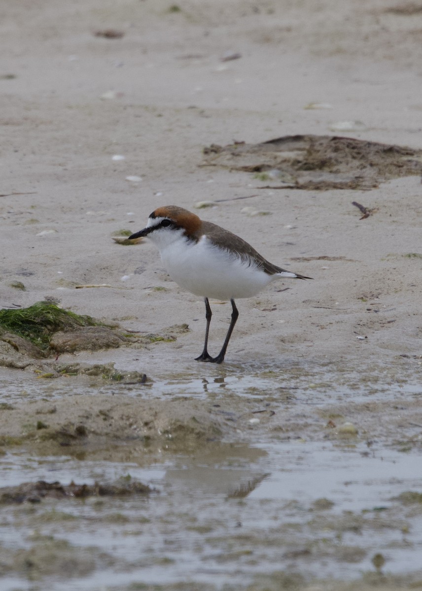 Red-capped Plover - ML619981723