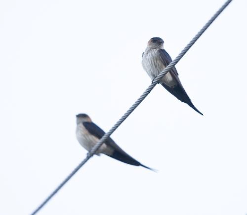 Red-rumped Swallow - ML619981731