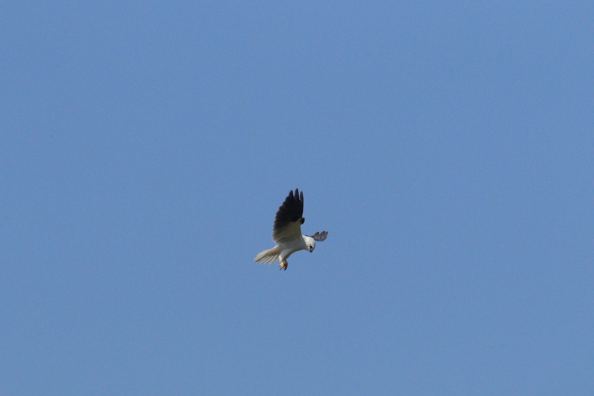 Black-shouldered Kite - ML619981732