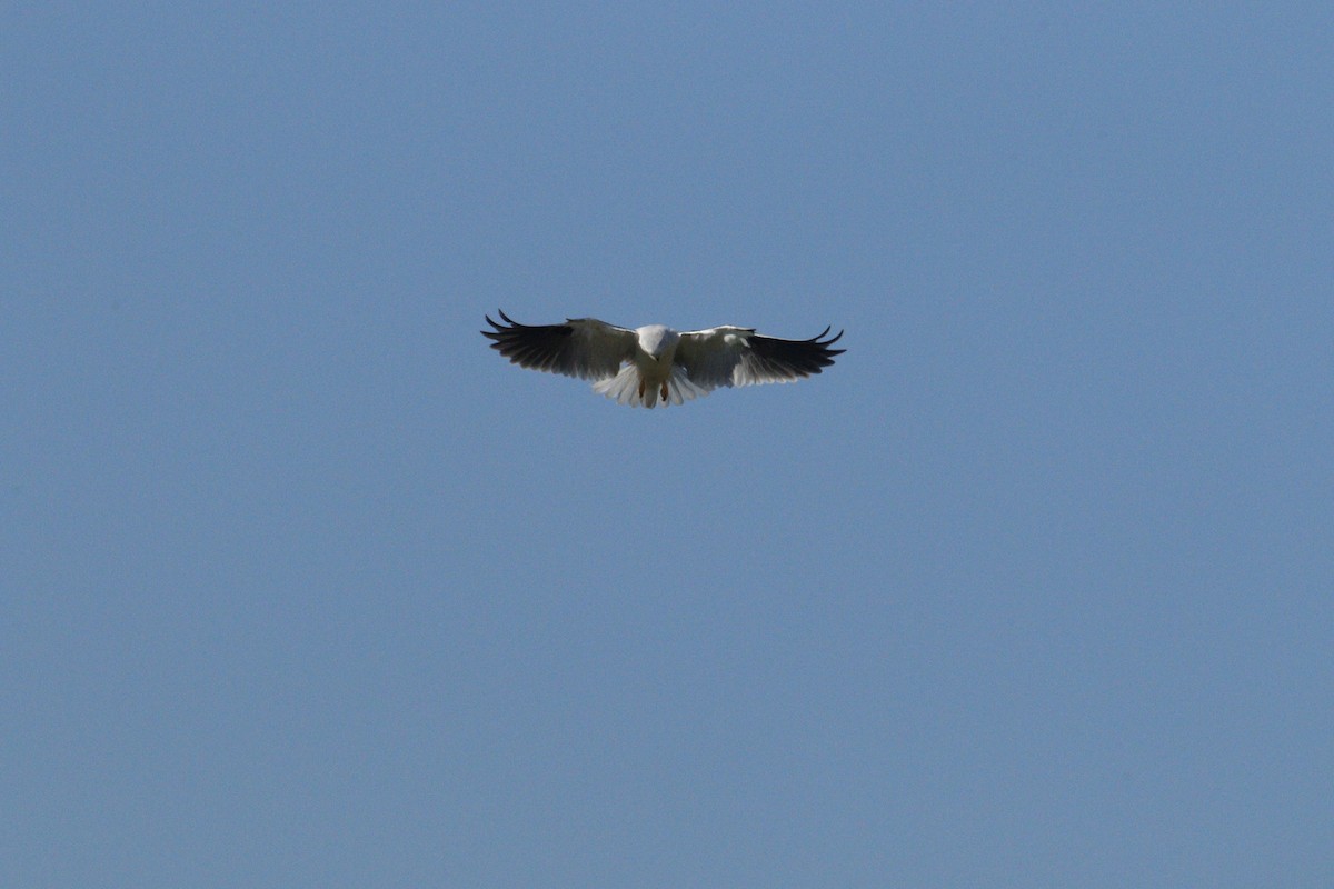 Black-shouldered Kite - ML619981733