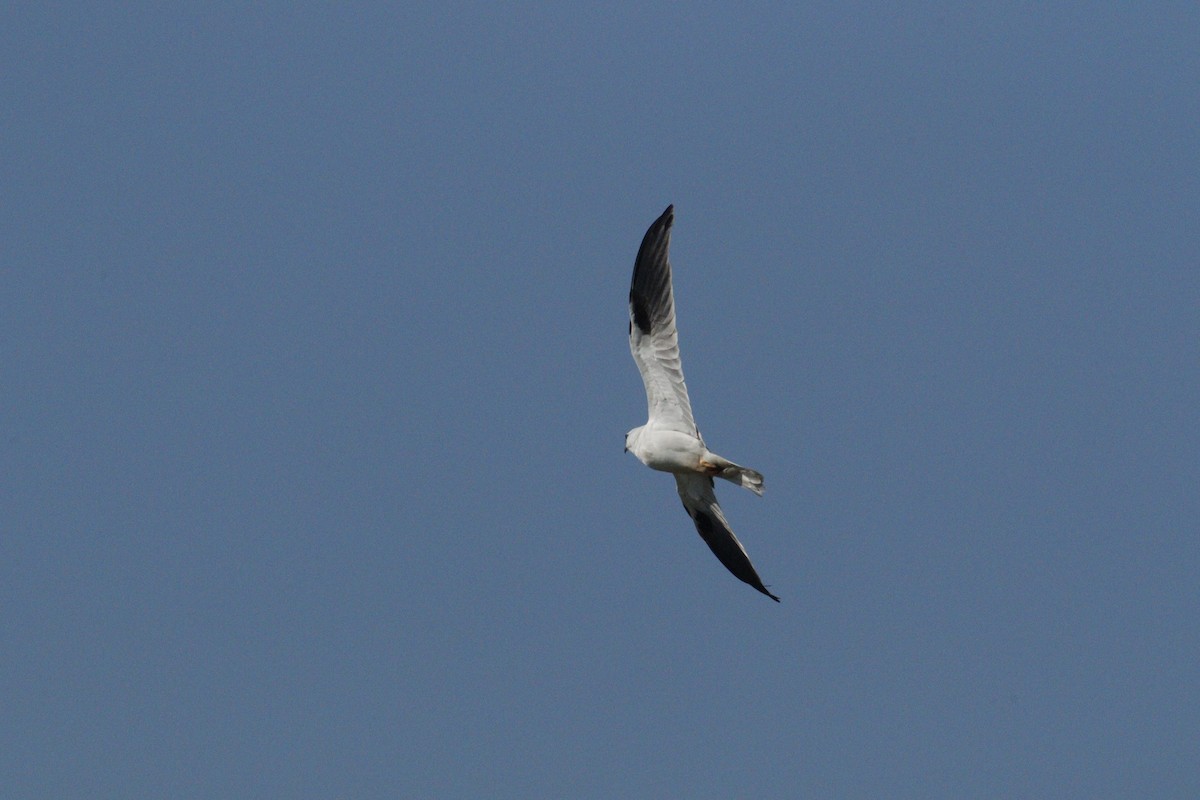 Black-shouldered Kite - ML619981734