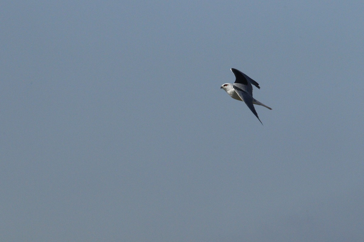 Black-shouldered Kite - ML619981735
