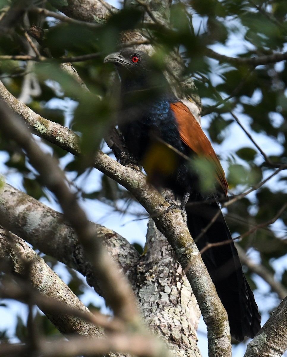 Greater Coucal - ML619981737