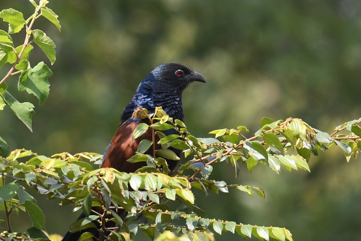 Greater Coucal - ML619981756