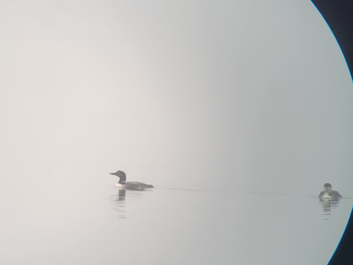 Common Loon - Christian Friis