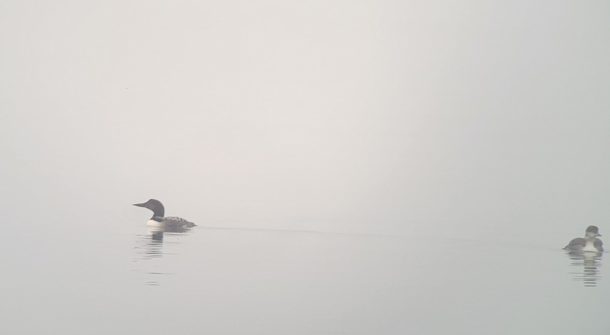 Common Loon - ML619981761