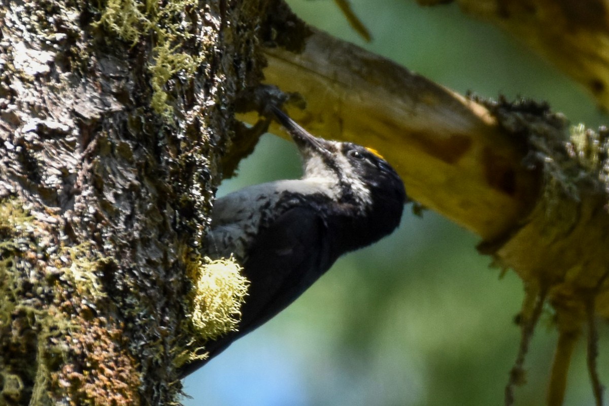 Black-backed Woodpecker - ML619981763