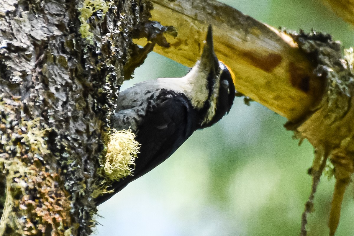 Black-backed Woodpecker - ML619981764