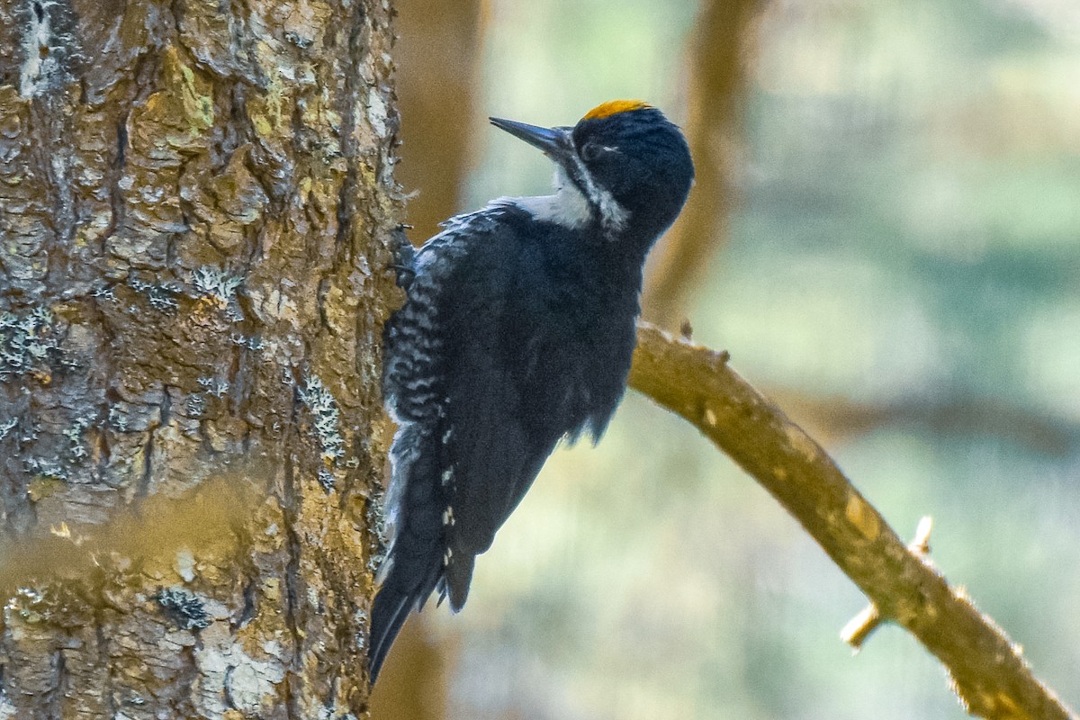 Black-backed Woodpecker - ML619981766