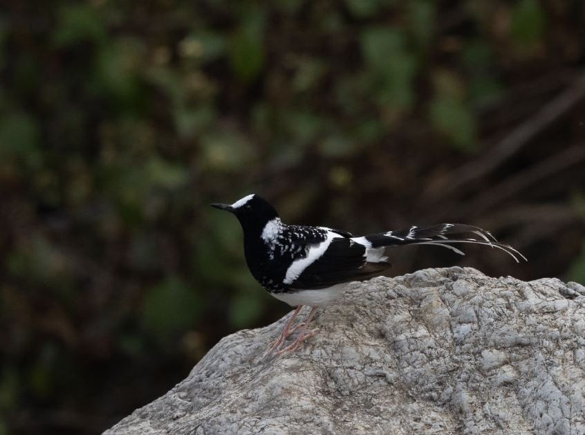 Spotted Forktail - ML619981770