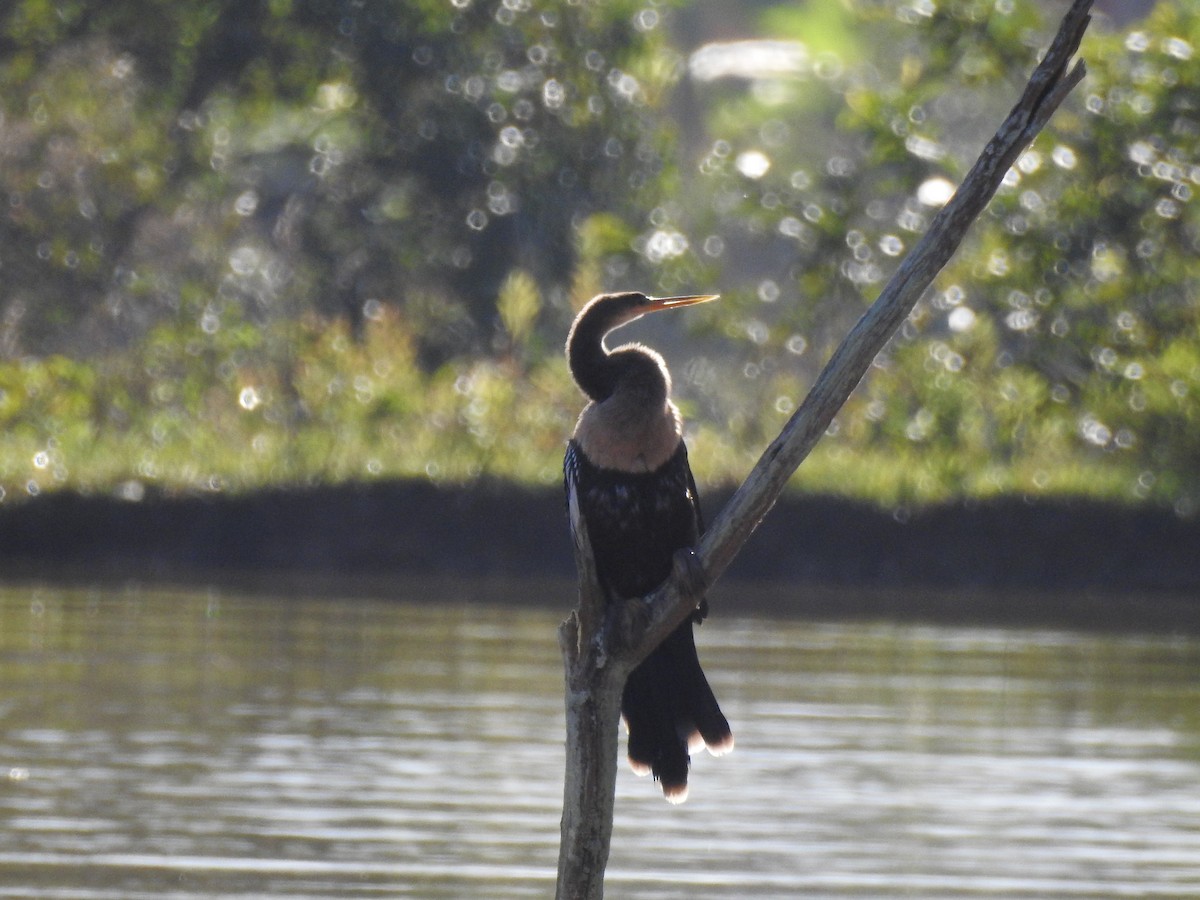 Anhinga - ML619981779