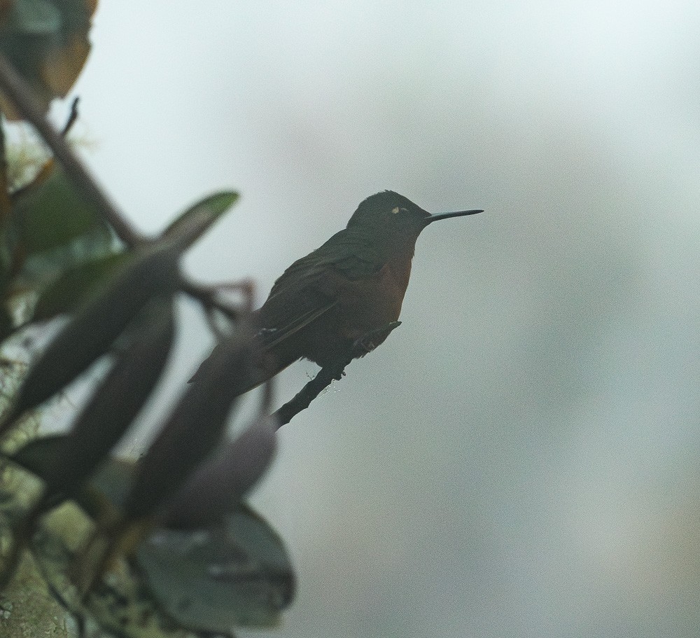 kolibřík dřišťálový - ML619981788