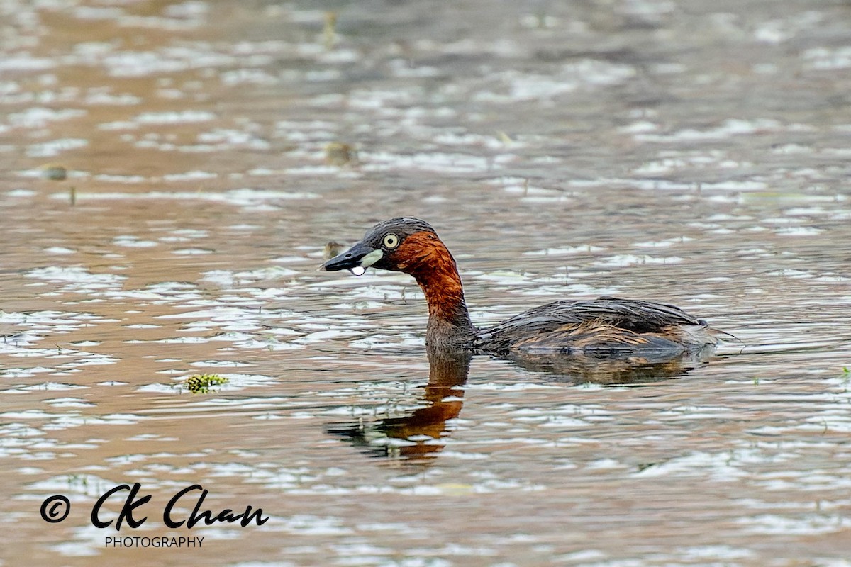 Little Grebe - ML619981793