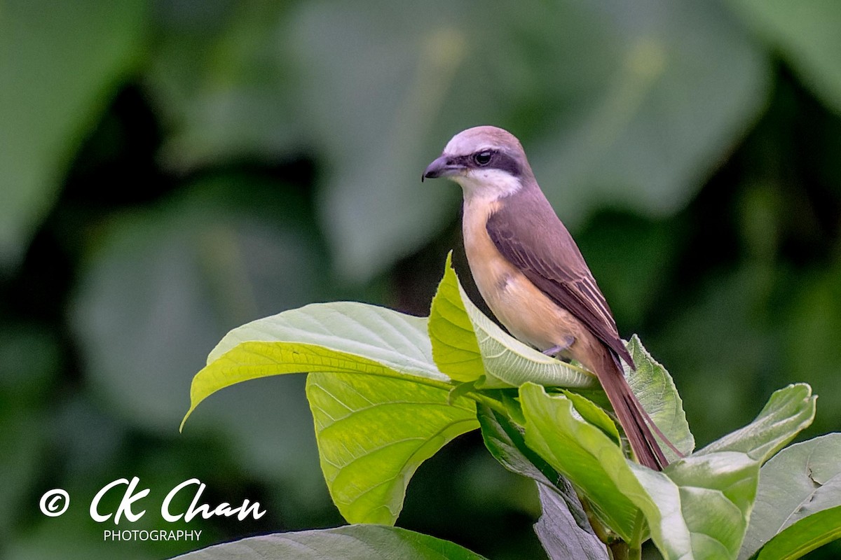 Brown Shrike - ML619981801