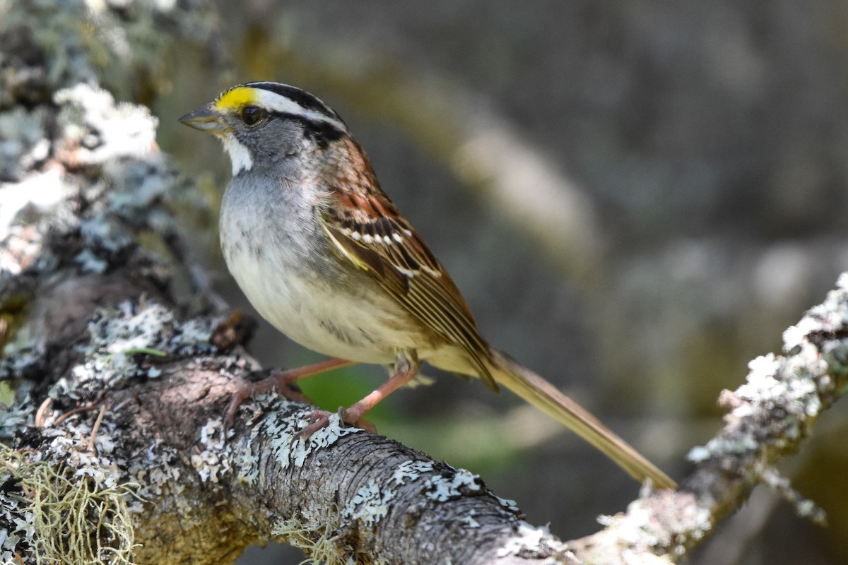 White-throated Sparrow - ML619981803