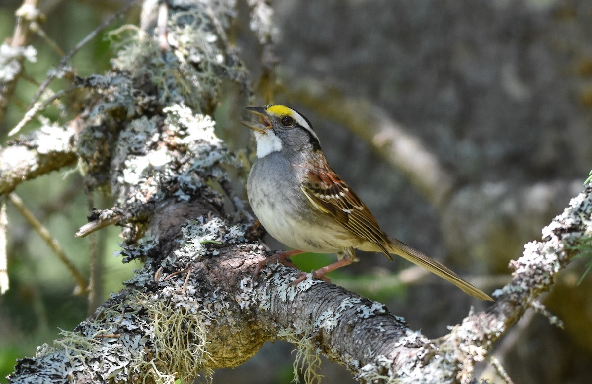 White-throated Sparrow - ML619981804
