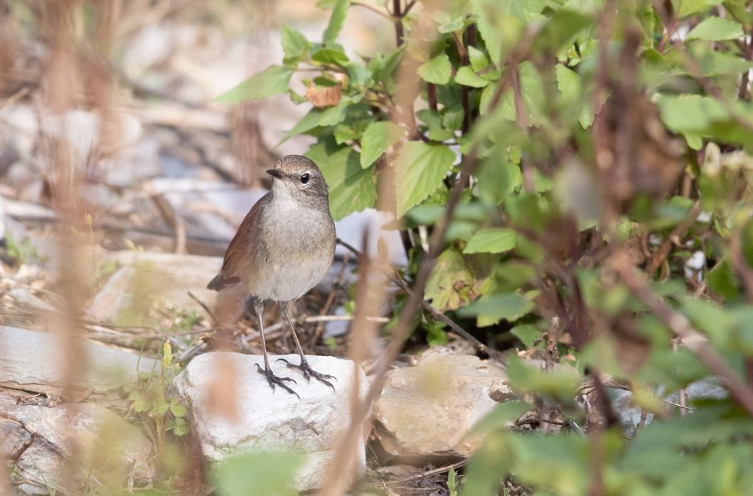 Himalayan Rubythroat - ML619981811