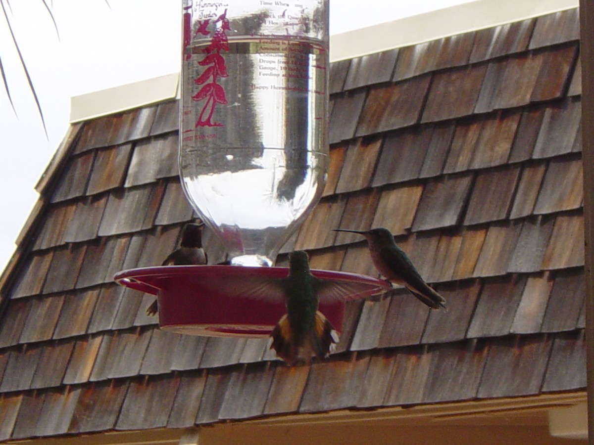 Rufous Hummingbird - ML619981812