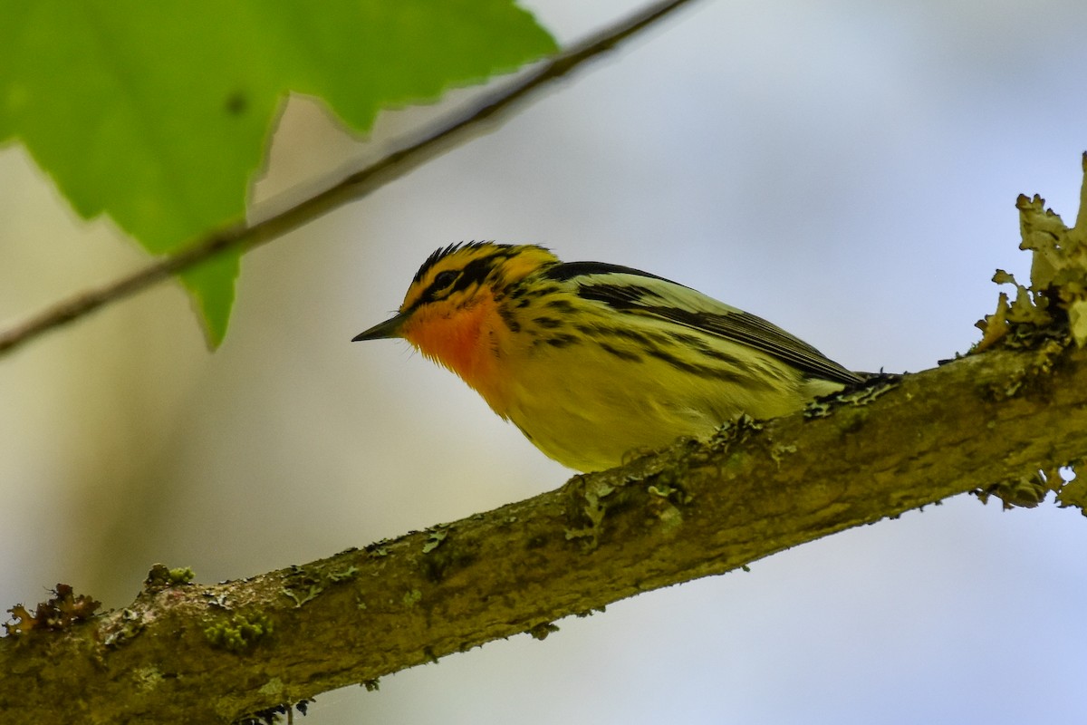 Blackburnian Warbler - ML619981813