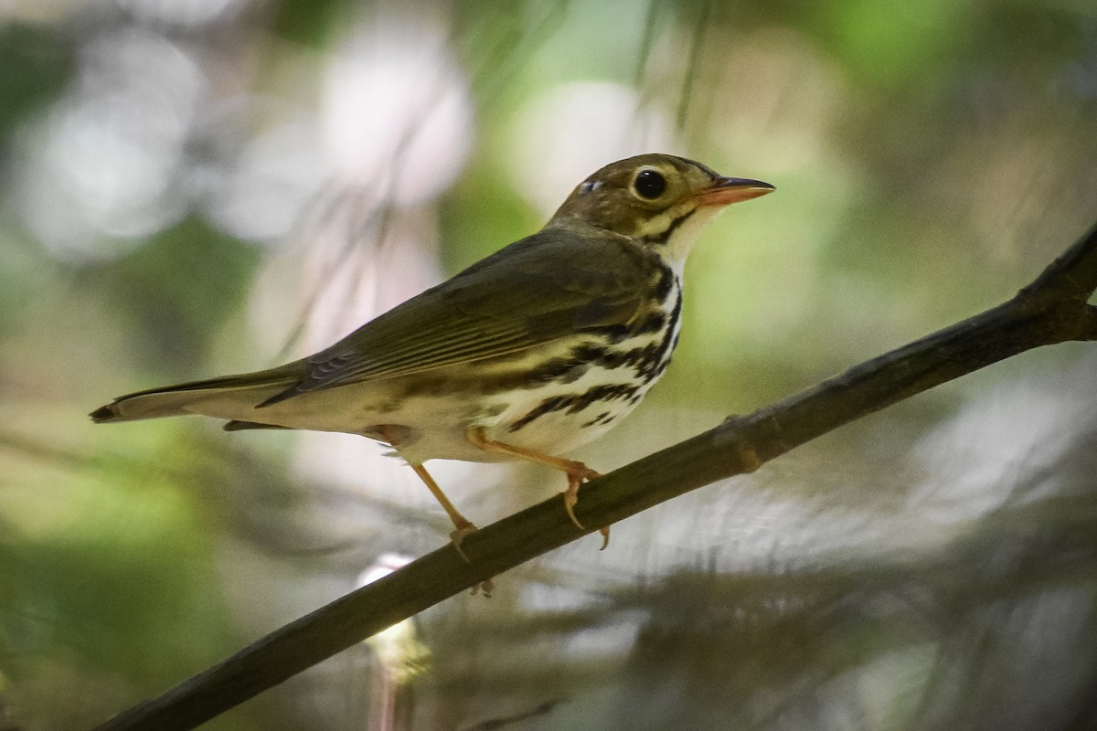 Ovenbird - ML619981821