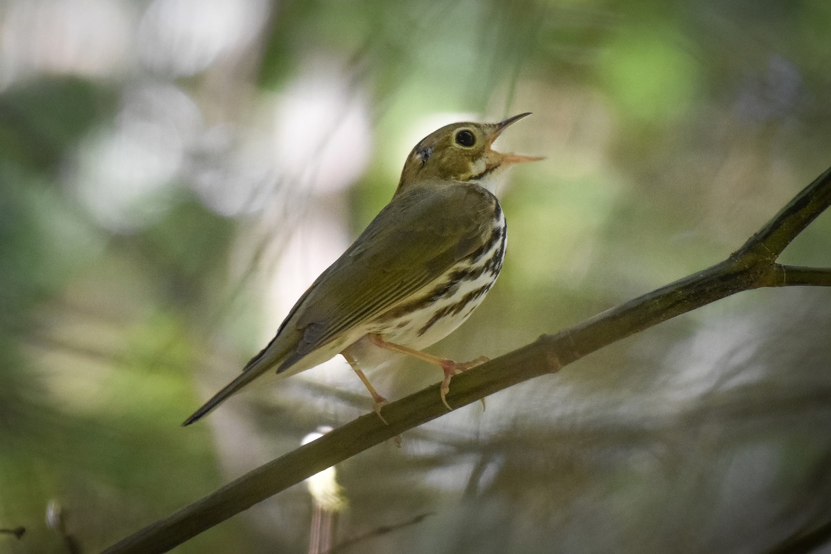 Ovenbird - ML619981822