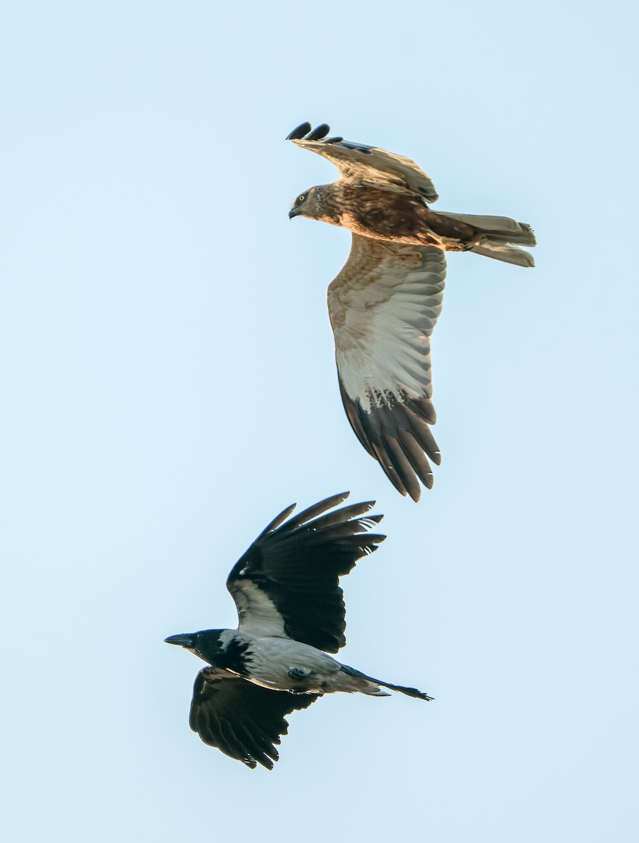 Western Marsh Harrier - ML619981823