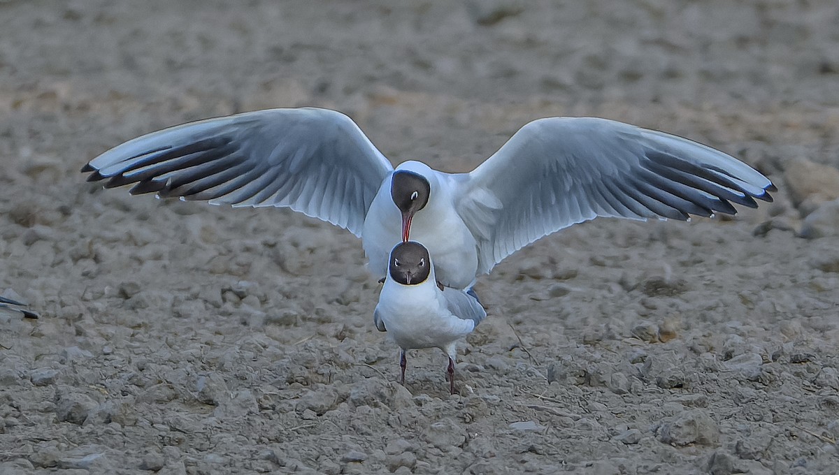 Black-headed Gull - ML619981826