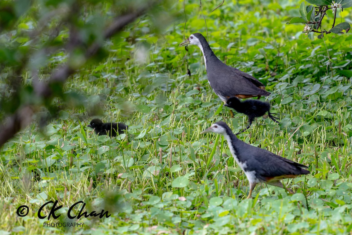 White-breasted Waterhen - ML619981835