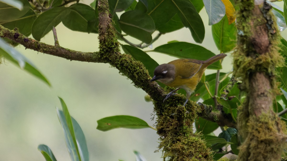 Common Chlorospingus - Derek Stoll