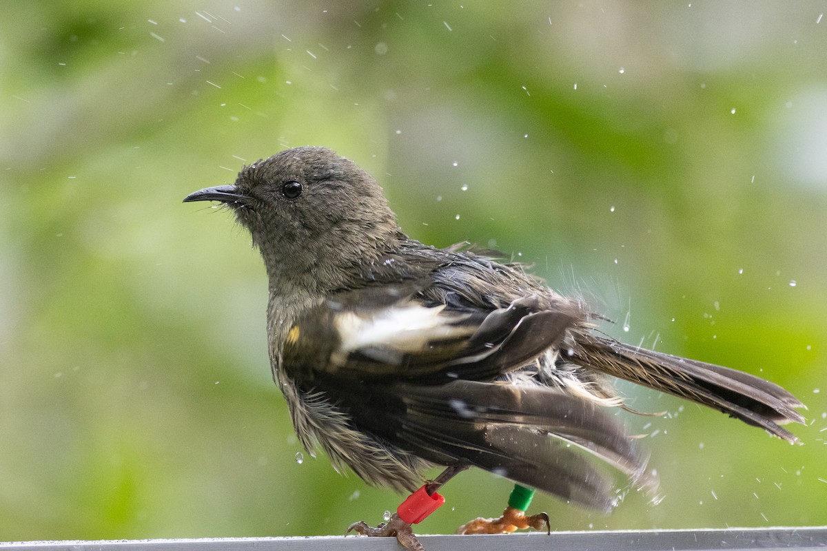 Hihi de Nouvelle-Zélande - ML619981864