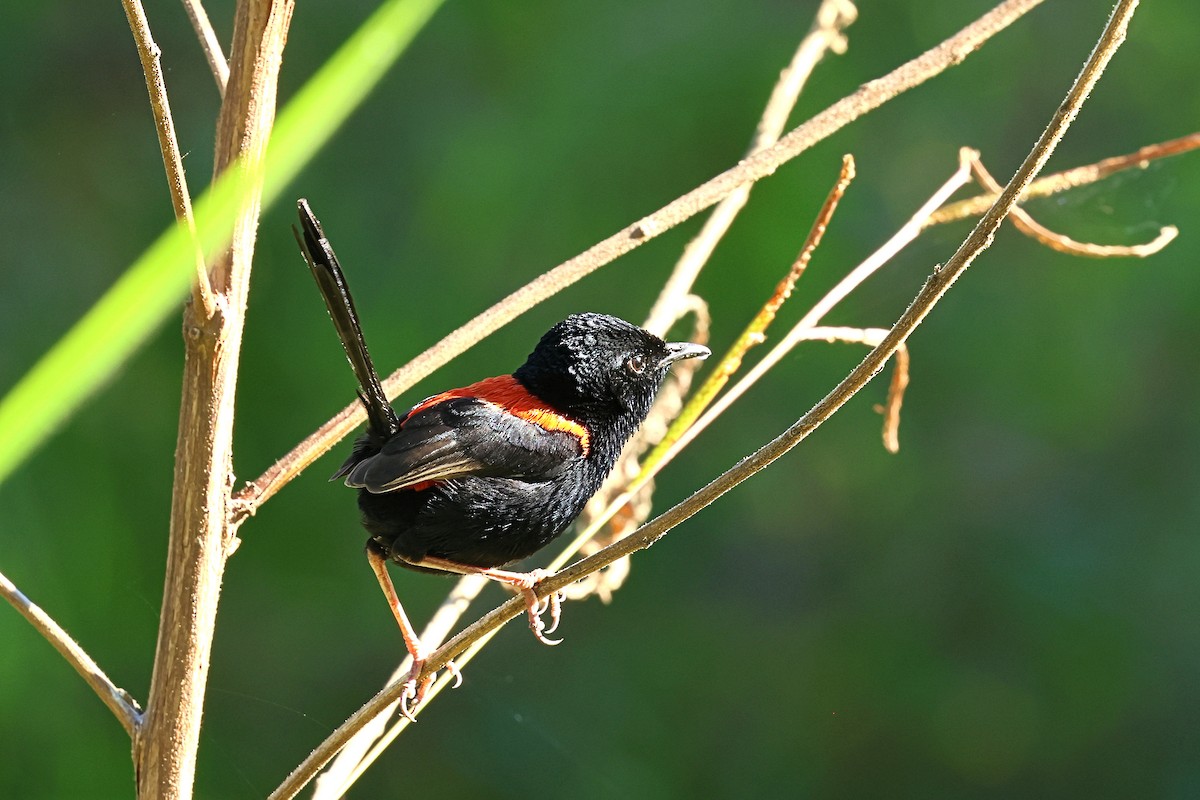 Red-backed Fairywren - ML619981865