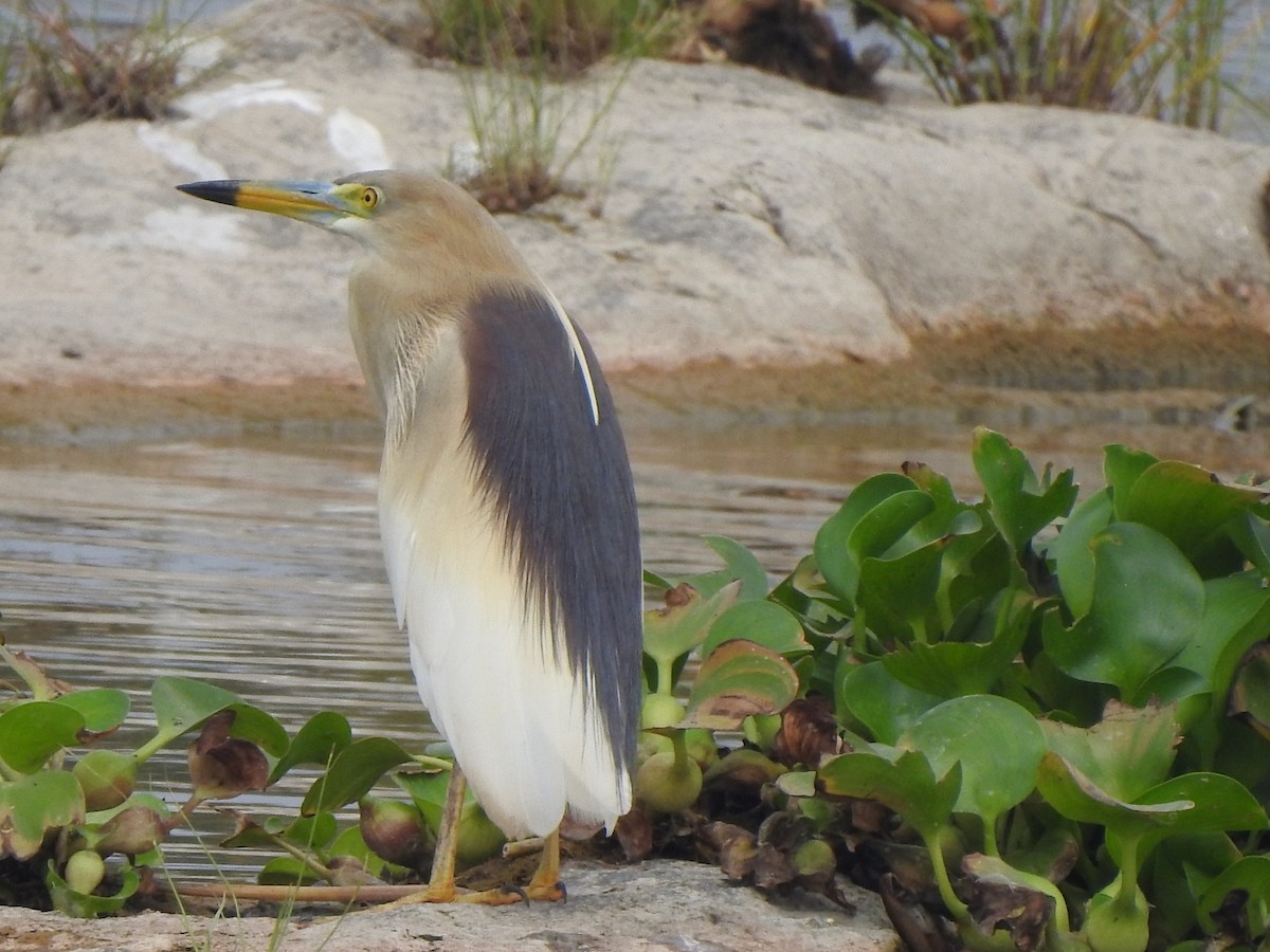 Indian Pond-Heron - ML619981869