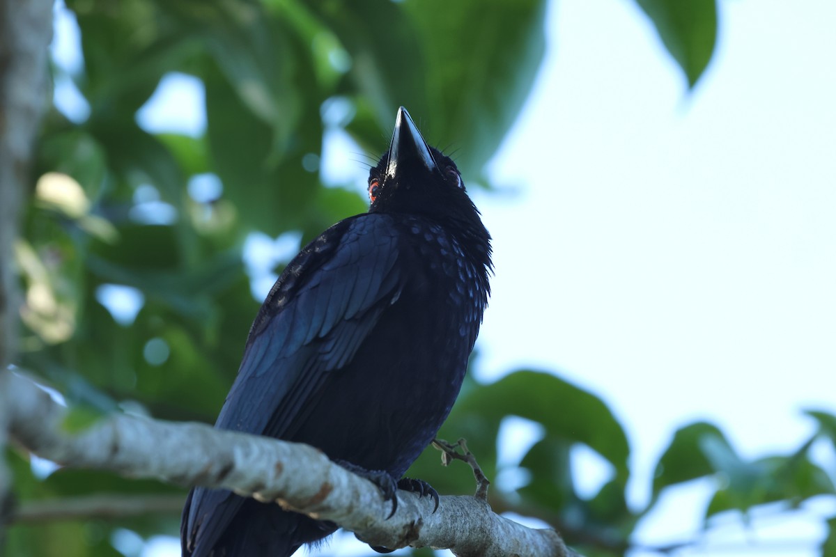 Glanzfleckdrongo - ML619981881