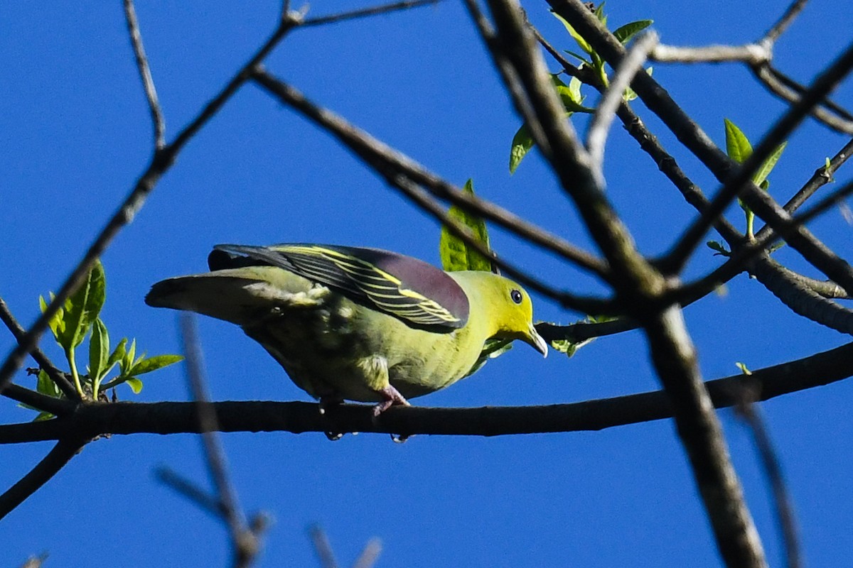 Sri Lanka Green-Pigeon - ML619981882