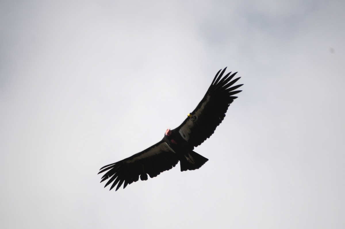 California Condor - ML619981892