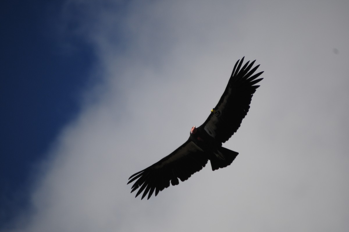 California Condor - ML619981893