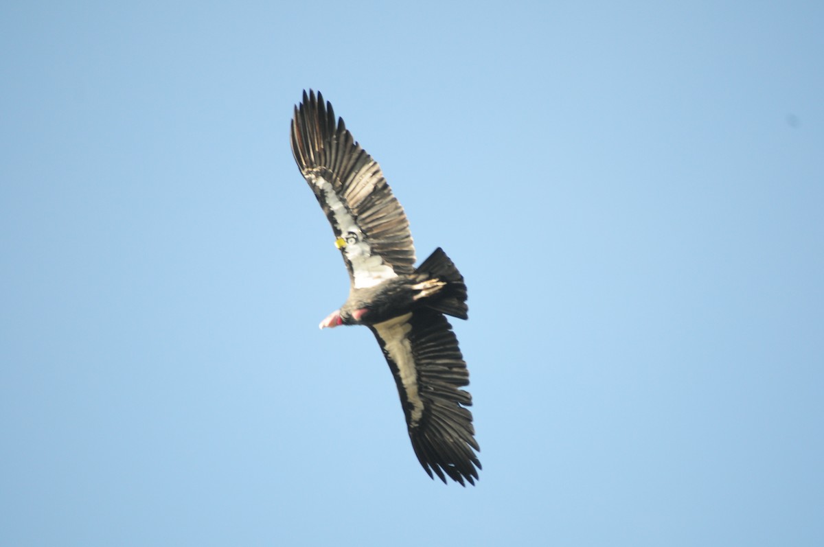 California Condor - ML619981894