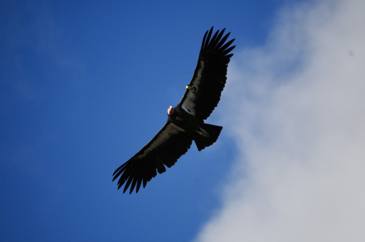 California Condor - ML619981896