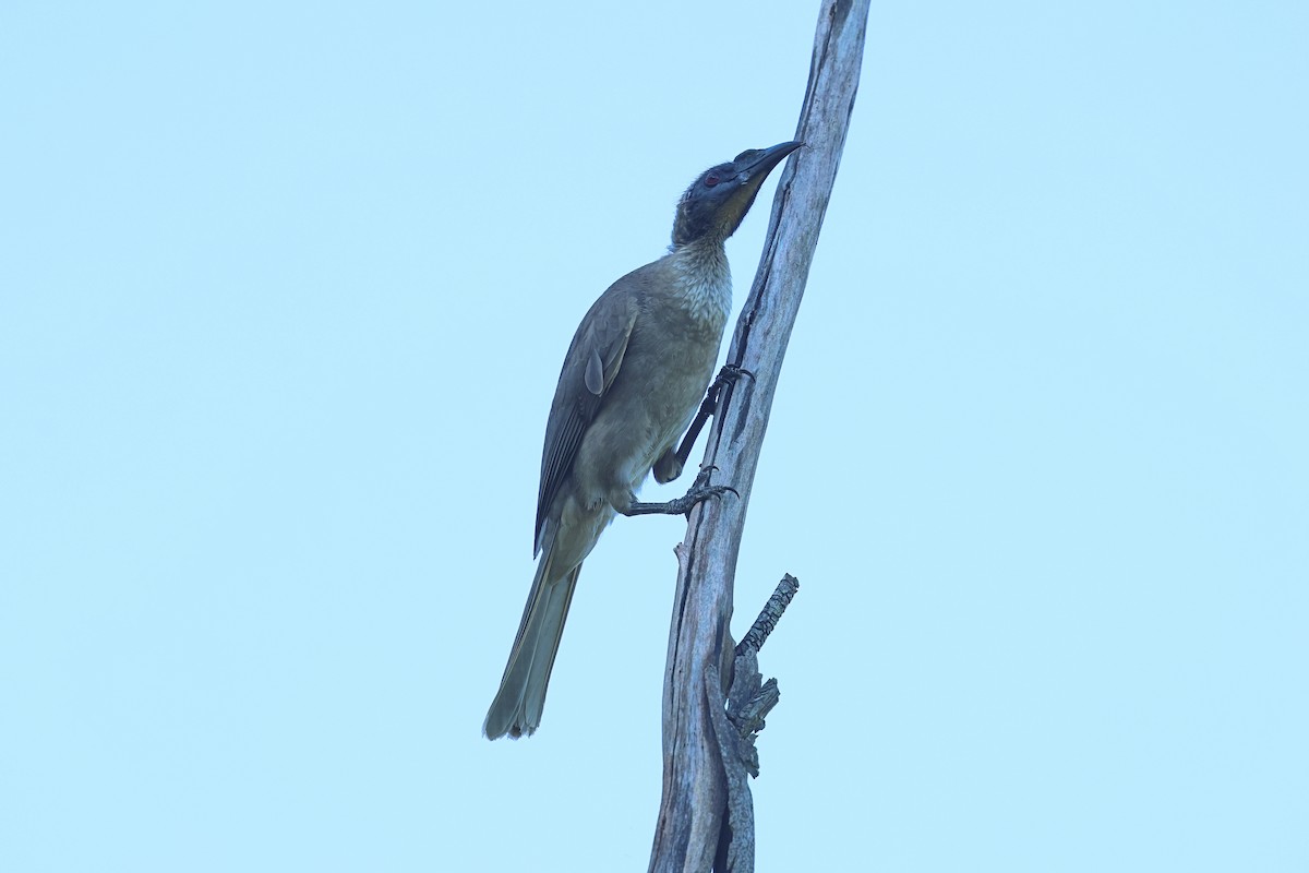 Helmeted Friarbird - ML619981901