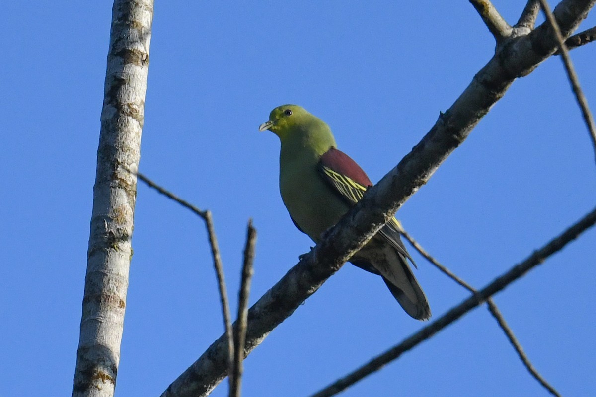 Цейлонский зелёный голубь - ML619981913